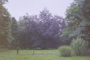 Festwiese